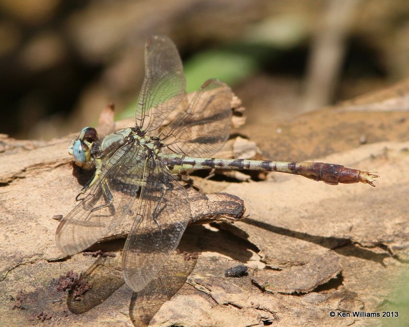 :Stillwater Clubtail: