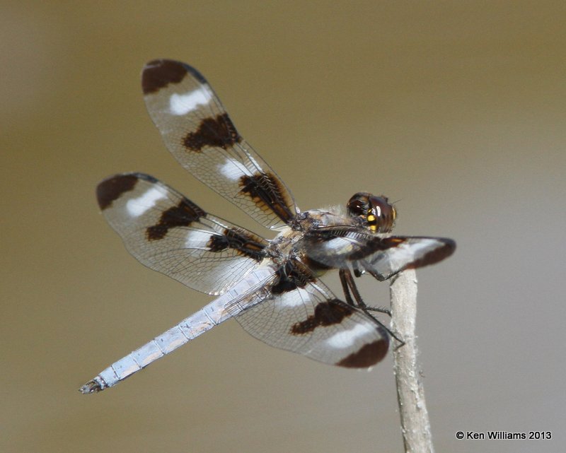 Twelve-spotted Skimmer male, Pushmataha WMA Pushmataha Co, OK, 6-26-13, Ja_014465.jpg
