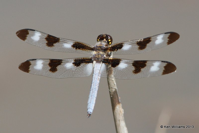 Twelve-spotted Skimmer male, Pushmataha WMA Pushmataha Co, OK, 6-26-13, Ja_014469.jpg