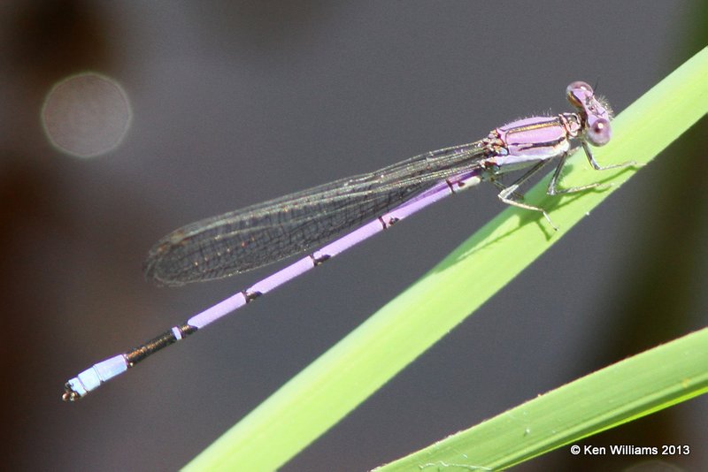 Variable Dancer male, Lynn Mountain area, LeFlore Co, OK, 6-27-13, Ja_014733.jpg