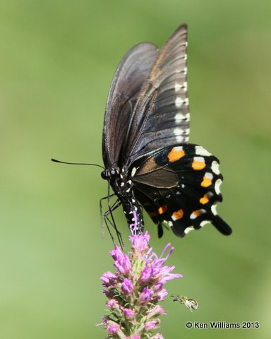 Pipevine Swallowtail, Nowata Co, OK, 7-9-13, Ja_015682.jpg