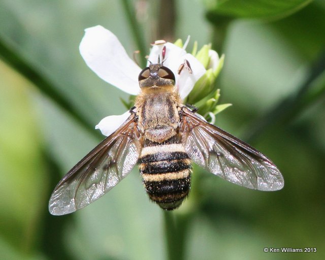 Bee Fly, Villa lateralis, Nowata Co, OK, 6-29-13, Ja_015251.jpg
