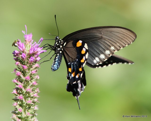 Pipevine Swallowtail, Nowata Co, OK, 7-9-13, Ja_015684.jpg