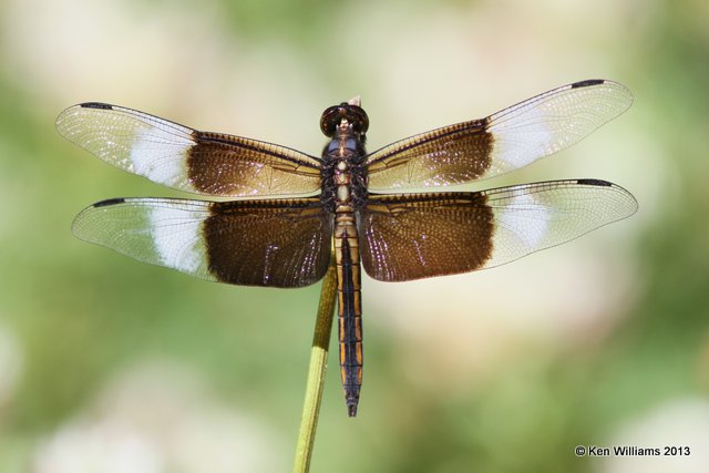 Widow Skimmer immature male, Nowata Co, OK, 6-29-13, Ja_015042.jpg