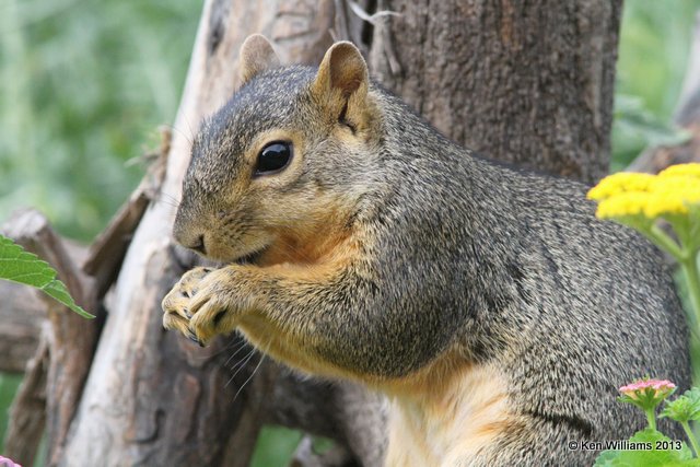 Eastern Fox Squirrel, Owasso yard, 6-24-13, Ja_013540.jpg