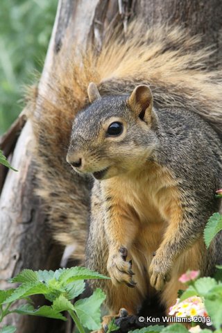Eastern Fox Squirrel, Owasso yard, 6-24-13, Ja_013521.jpg