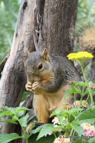 Eastern Fox Squirrel, Owasso yard, 6-24-13, Ja_013524.jpg