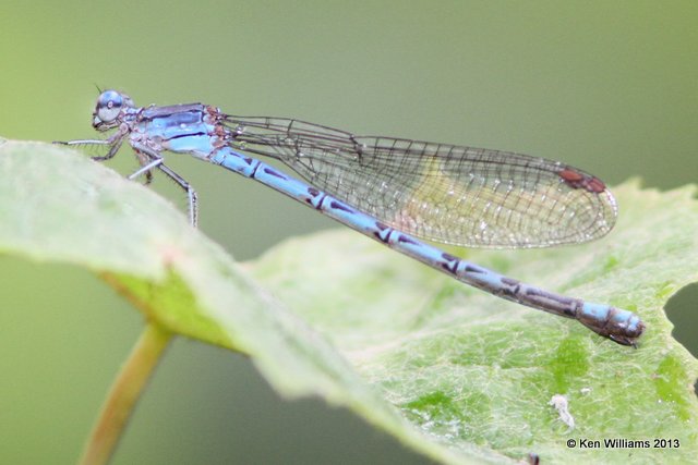 Springwater Dancer female, Natural Falls State Park, Delaware Co, OK, 7-16-13, Jac_016170-75.jpg