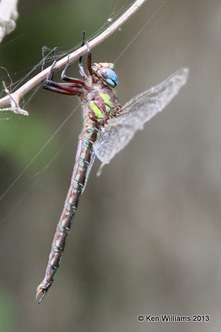 Cyrano Darner, Blue River WMA, HY 7, OK, 7-18-13, Ja2_016973-85.jpg