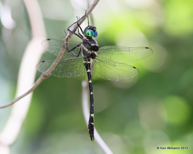 Swift River Cruiser, Blue River WMA, HY 7, OK, 7-18-13, Ja_017198.jpg