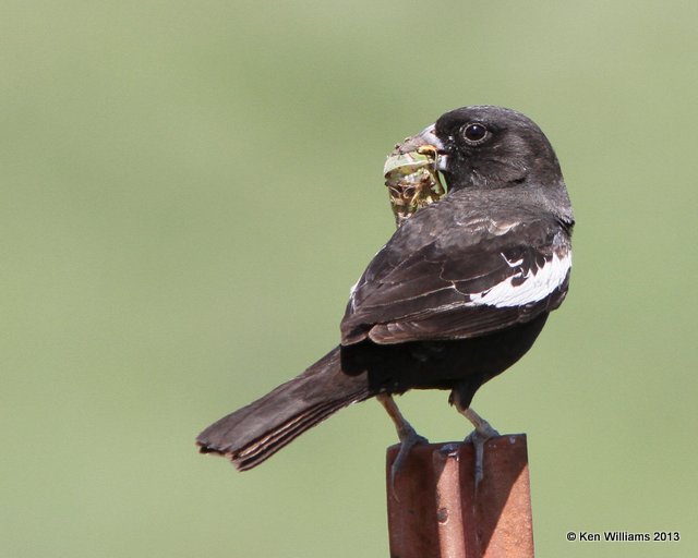 Lark Bunting male,  N. of Badland National Park, SD, 7-27-13, Ja_34537.jpg