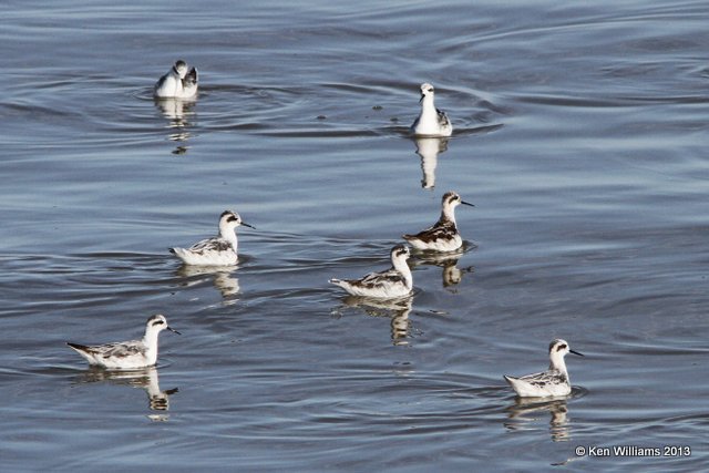 Red-necked Phalarope, Antelope Island, Great Salt Lake, UT, 8-3-13, Ja_36605.jpg