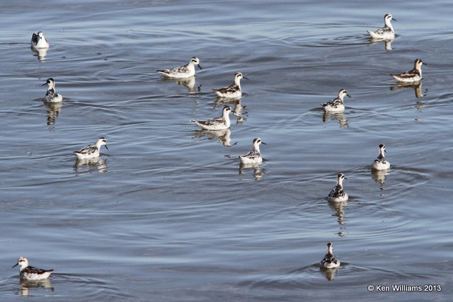 Red-necked Phalarope, Antelope Island, Great Salt Lake, UT, 8-3-13, Ja_36606.jpg