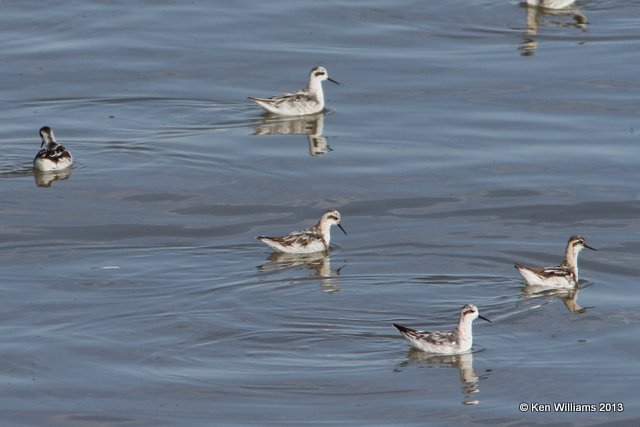 Red-necked Phalarope, Antelope Island, Great Salt Lake, UT, 8-3-13, Ja_36619.jpg