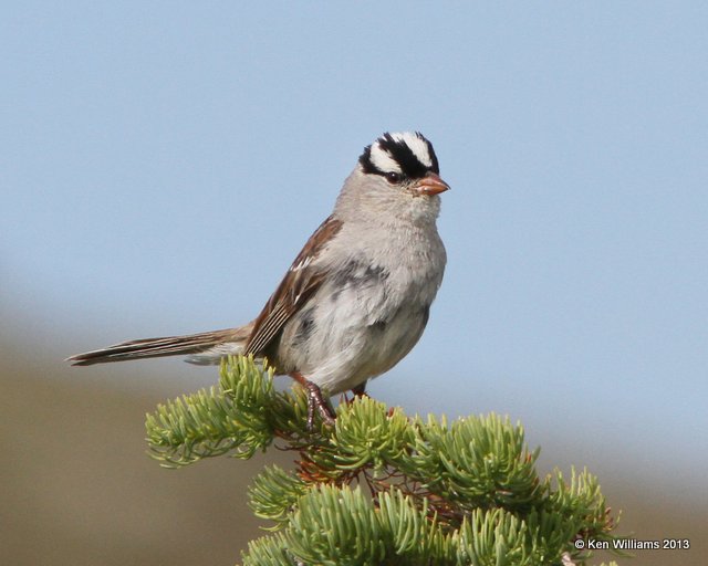 White-crowned Sparrow adult - Interior West subspecies, Rocky Mt NP, Colorado, 8-6-13, Ja_37677.jpg