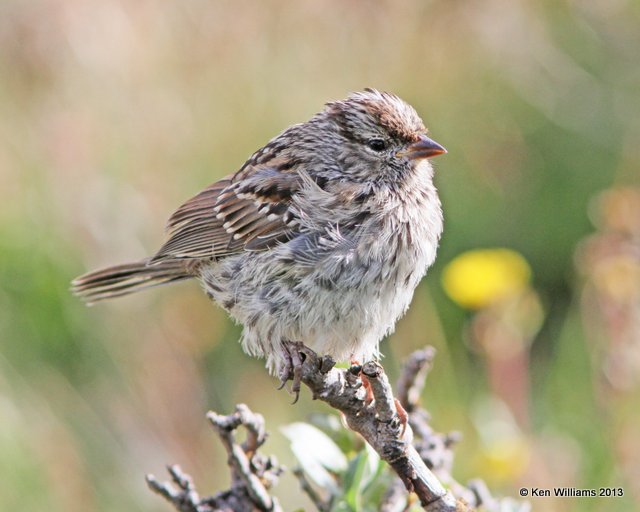 White-crowned Sparrow - fledgling, Interior West subspecies, Rocky Mt NP, Colorado, 8-6-13, Ja_37446.jpg