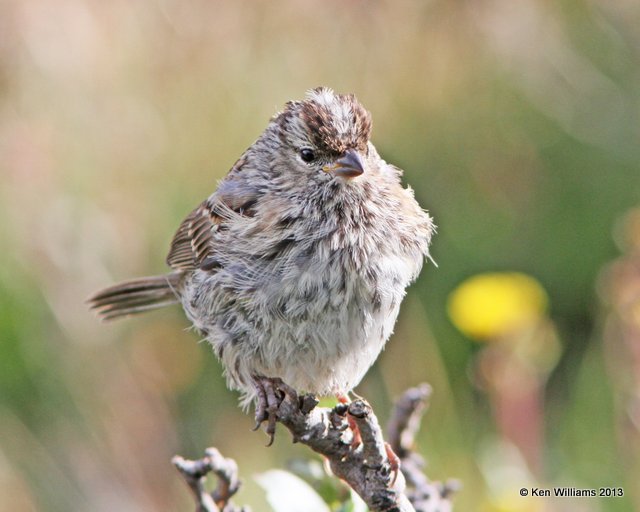 White-crowned Sparrow - fledgling, Interior West subspecies, Rocky Mt NP, Colorado, 8-6-13, Ja_37447.jpg