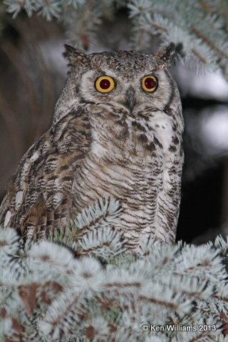 Great Horned Owl, N. of Riverton, WY, 7-31-13, Ja2_35765.jpg