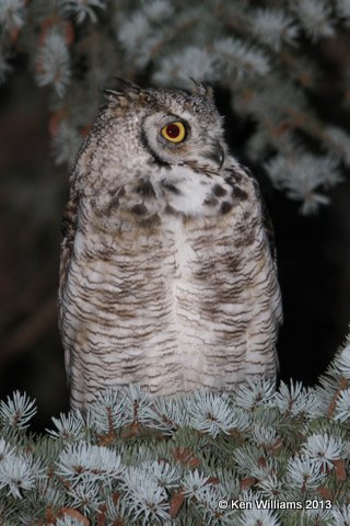 Great Horned Owl, N. of Riverton, WY, 7-31-13, Ja_35735.jpg