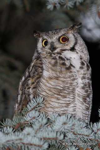 Great Horned Owl, N. of Riverton, WY, 7-31-13, Ja_35759.jpg