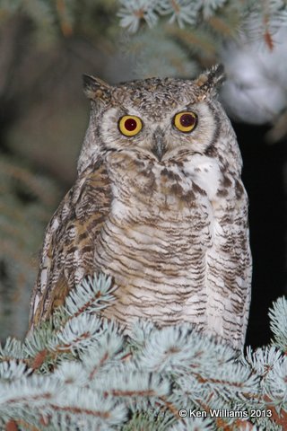 Great Horned Owl, N. of Riverton, WY, 7-31-13, Ja_35761.jpg