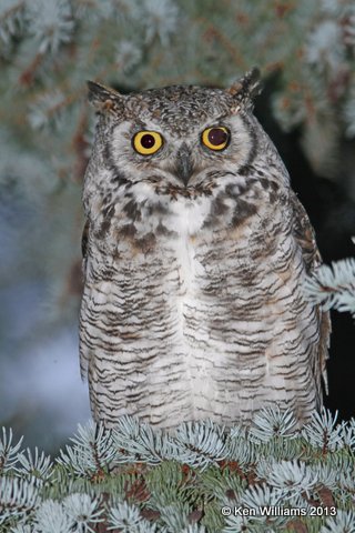 Great Horned Owl, N. of Riverton, WY, 7-31-13, Ja_35777.jpg