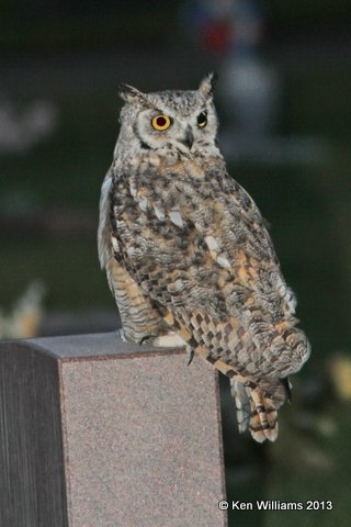 Great Horned Owl, Riverton, WY, 7-31-13, Ja_35779.jpg