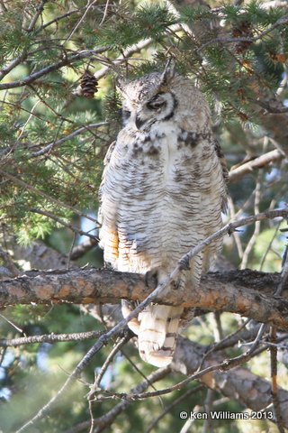 Great Horned Owl, Riverton, WY, 8-1-13, Ja_35817.jpg