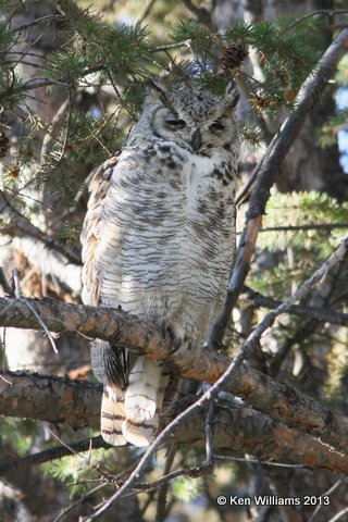 Great Horned Owl, Riverton, WY, 8-1-13, Ja_35856.jpg