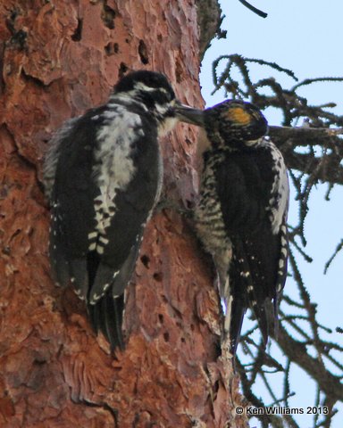 Three-toed Woodpecker male feeding fledgling, Uintas Wilderness Area, UT, 8-2-13, Ja_36477.jpg