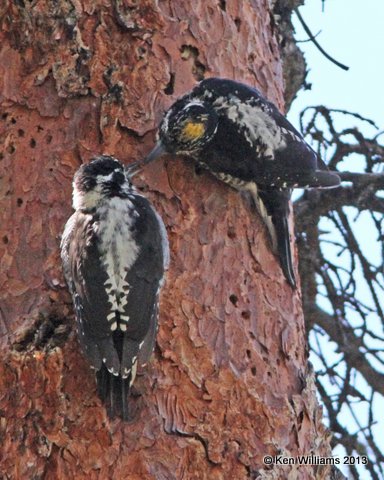 Three-toed Woodpecker male feeding fledgling, Uintas Wilderness Area, UT, 8-2-13, Ja_36488.jpg