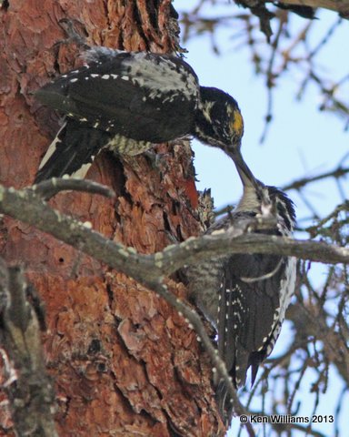 Three-toed Woodpecker male feeding fledgling, Uintas Wilderness Area, UT, 8-2-13, Ja_36496.jpg