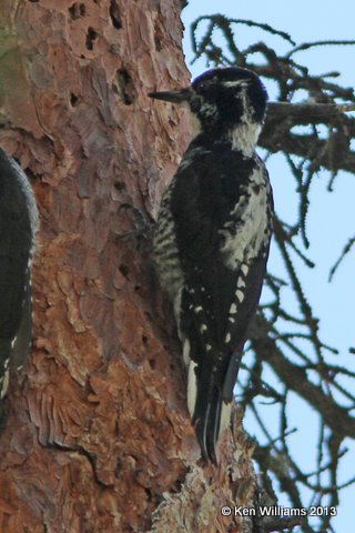 Three-toed Woodpecker male, Uintas Wilderness Area, UT, 8-2-13, Ja_36487.jpg