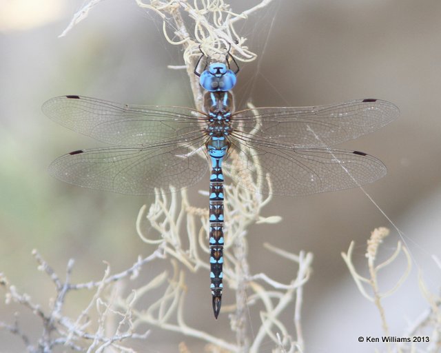 Blue-eyed Darner male, Antelope Island, Great Salt Lake, UT, 8-3-13, Ja_36755.jpg