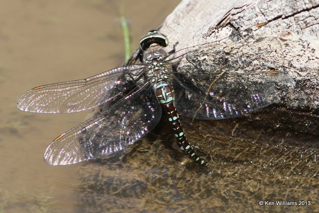 Variable Darner female, Uintas Wilderness Area, UT, 8-2-13, Ja_36300.jpg