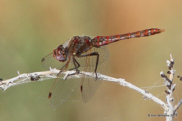 Variegated Meadowhawk male, Antelope Island, Great Salt Lake, UT, 8-3-13, Ja_36775.jpg