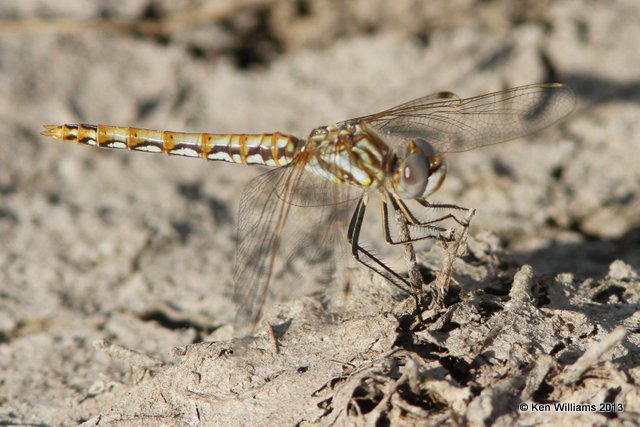 Variegated Meadowhawk female, Theodore Roosevelt National Park - South Unit, ND, 7-29-13, Ja_35237.jpg