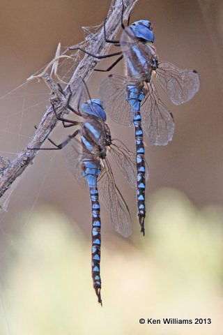 Blue-eyed Darner male, Antelope Island, Great Salt Lake, UT, 8-3-13, Ja_36732.jpg