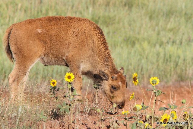American Bison calf, Black Hills National Forest, SD, 7-26-13, Ja_34409.jpg