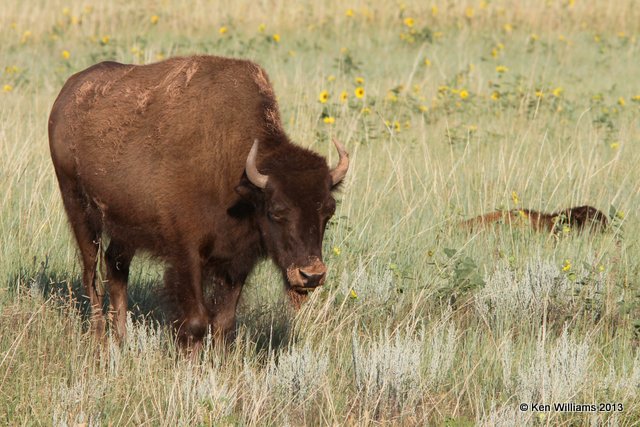 American Bison cow, Black Hills National Forest, SD, 7-26-13, Ja_34412.jpg