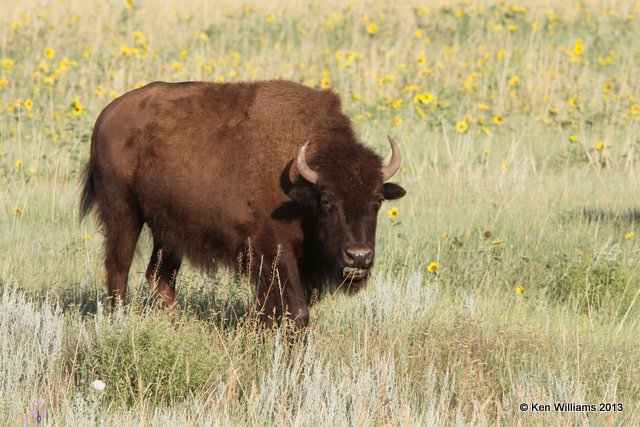 American Bison cow, Black Hills National Forest, SD, 7-26-13, Ja_34413.jpg