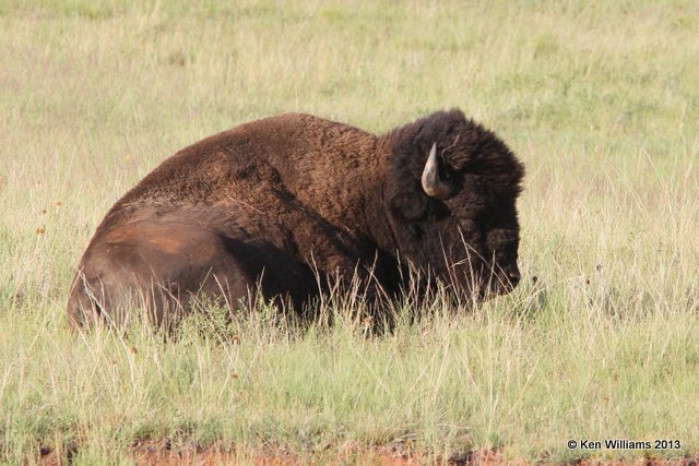 American Bison male, Black Hills National Forest, SD, 7-26-13, Ja_34404.jpg