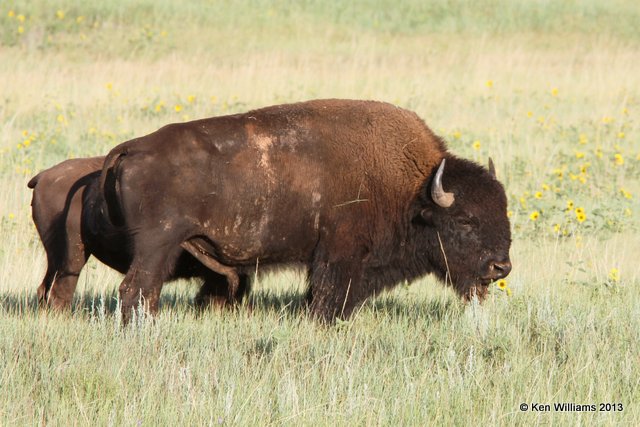 American Bison male, Black Hills National Forest, SD, 7-26-13, Ja_34414.jpg