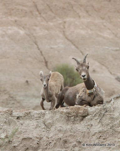 Bighorn Sheep, Badland National Park, SD, 7-27-13, Ja_34460.jpg