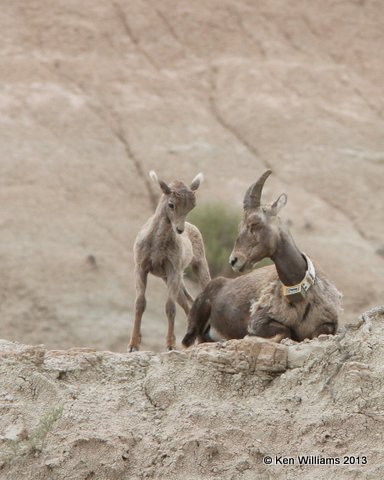 Bighorn Sheep, Badland National Park, SD, 7-27-13, Ja_34461.jpg