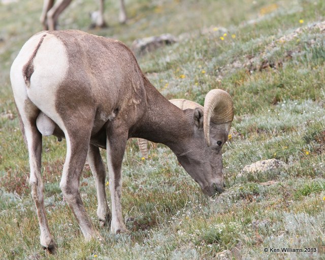 Bighorn Sheep, National Park, CO, 8-5-13, Ja_37966.jpg