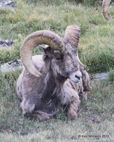 Bighorn Sheep, Rocky Mt National Park, CO, 8-5-13, Ja_37308.jpg