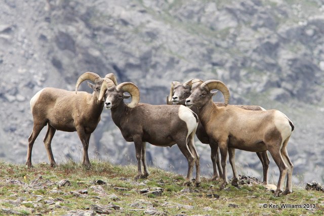 Bighorn Sheep, Rocky Mt National Park, CO, 8-5-13, Ja_37900.jpg