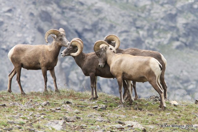 Bighorn Sheep, Rocky Mt National Park, CO, 8-5-13, Ja_37901.jpg