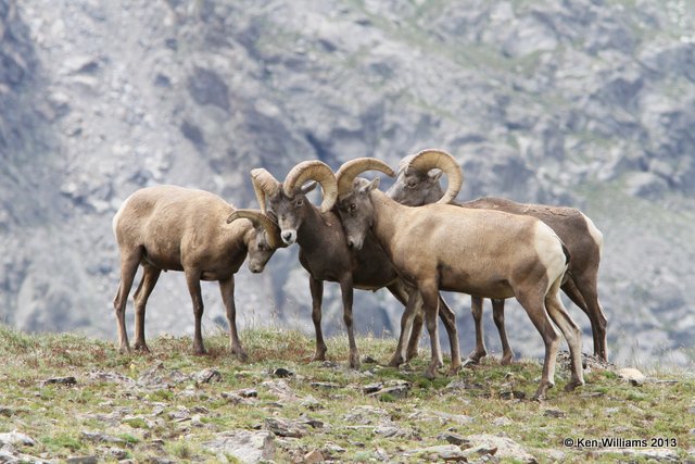 Bighorn Sheep, Rocky Mt National Park, CO, 8-5-13, Ja_37906.jpg